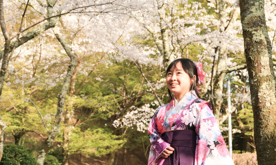 桜並木に立つピンクの着物と袴を着た小学生の女の子